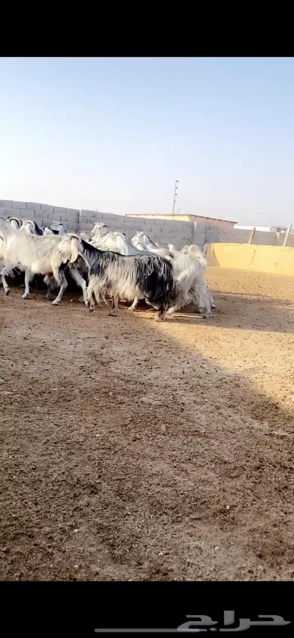 معزا عوارض index