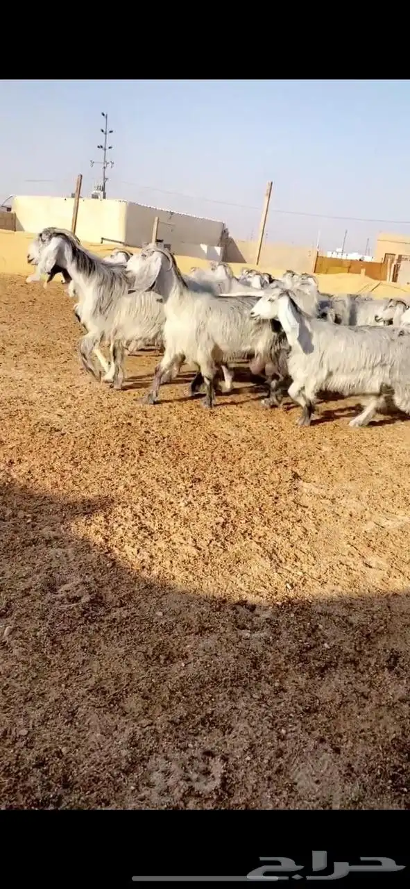 معزا عوارض index