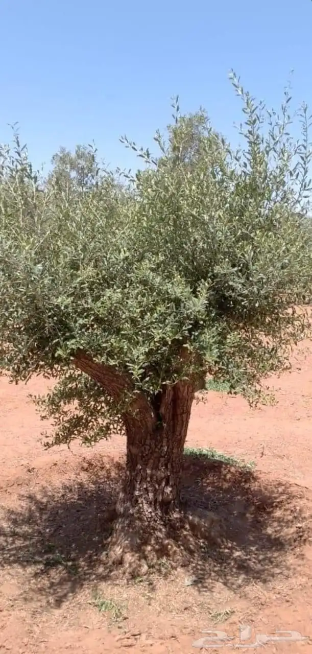 تنسيق اشجار زينه 7