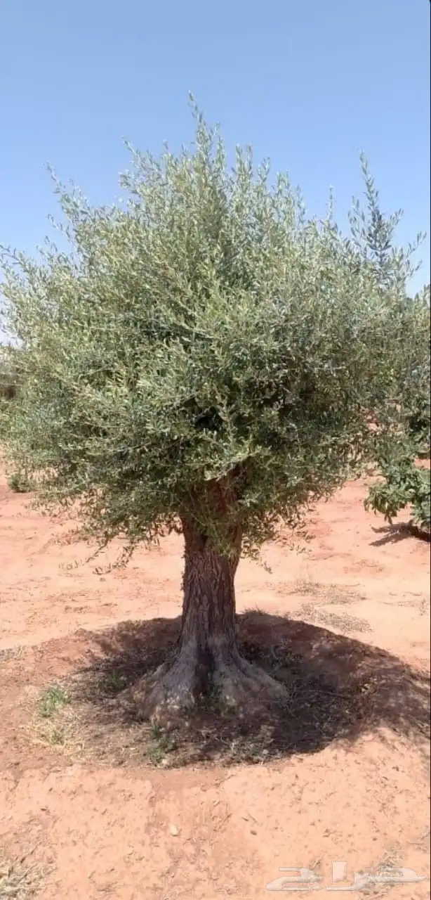 تنسيق اشجار زينه 6