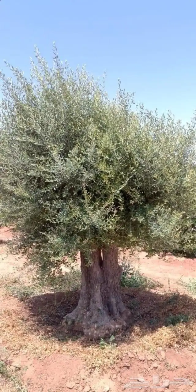 تنسيق اشجار زينه 5