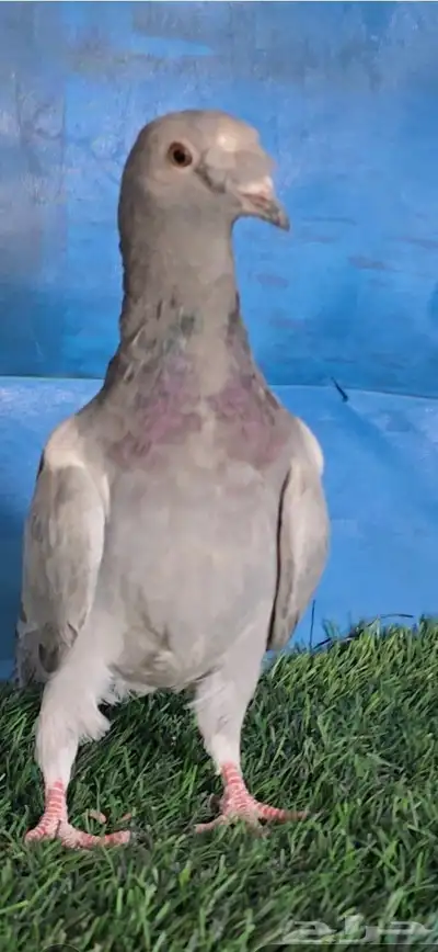 جوز مخاليف زيتونيات بفله 1