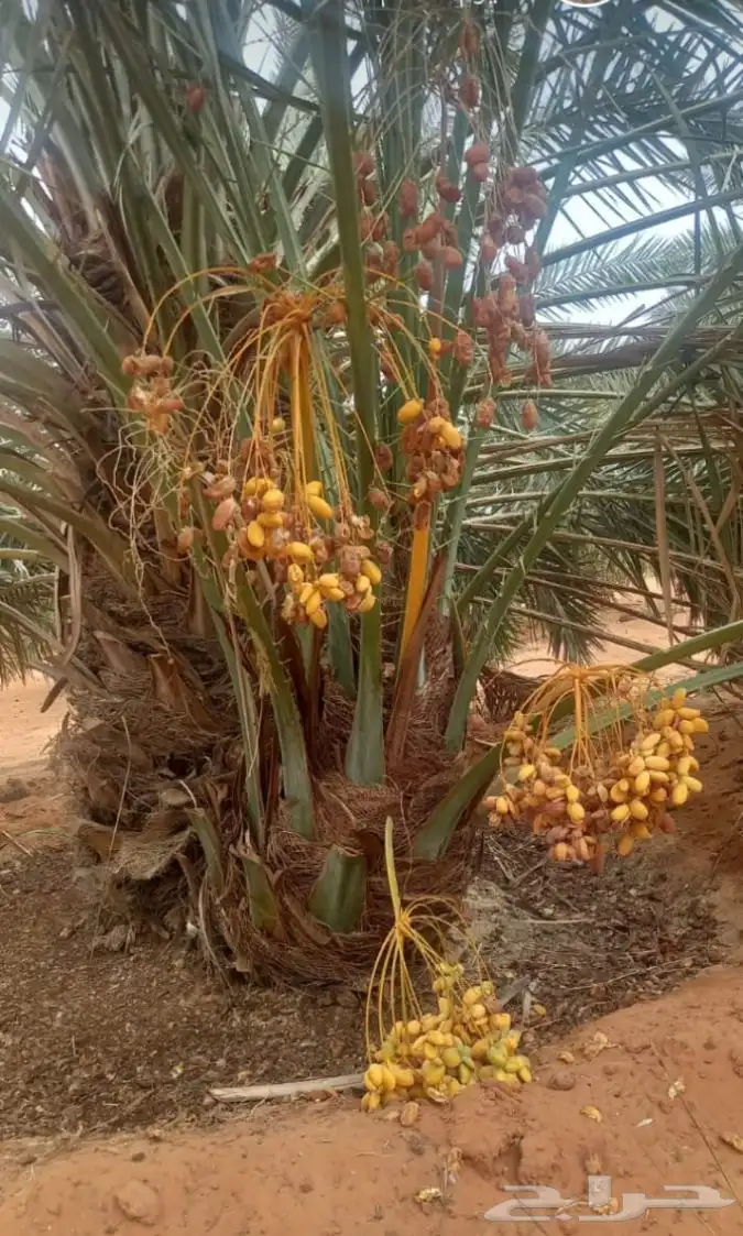 ابو محمد توريد نخيل مثمر وزينه وجميع المقاست متوفرة الدينا 1