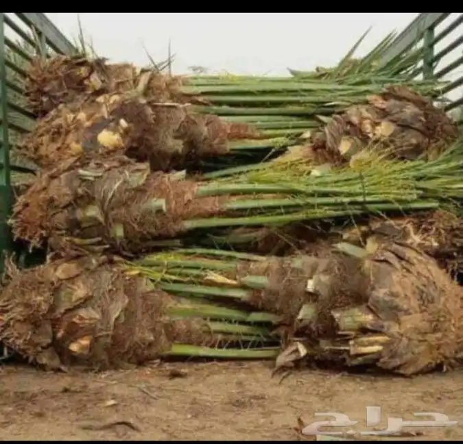 ابو محمد توريد نخيل مثمر وزينه وجميع المقاست متوفرة الدينا 8