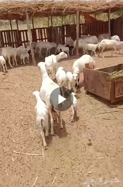 ضأن رفديات للبيع مولدات 0