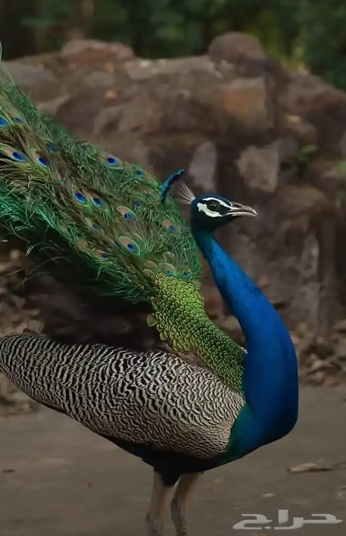 جوز طاووس منتج فاخر 1