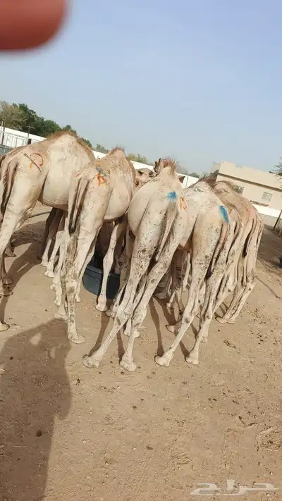 اللي يدور على اطيب القعدان الجملة والتفريد باسعار مناسبة 1