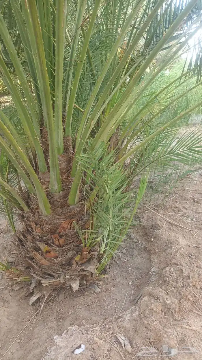 يوجد لدينا جميع انواع النخيل المثمرة وزينه ا 7