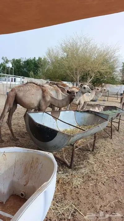اللي يدور على اطيب القعدان الجملة والتفريد باسعار مناسبة 4