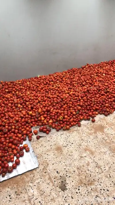 طماط من المشروع انتاج اليوم عدد100فلينه 3