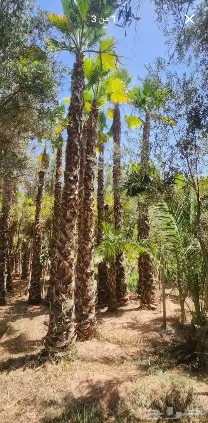 نخيل واشنطني زينة (واشنطونيا) 1