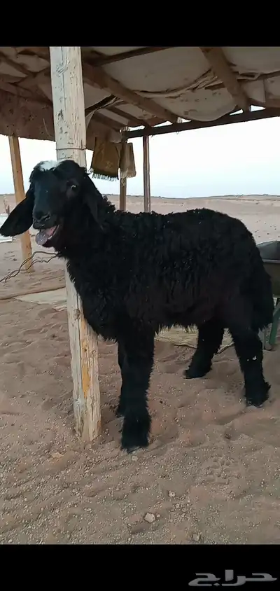 خروف نجدي حجري 0
