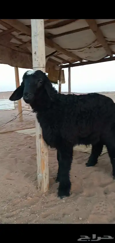 خروف نجدي حجري 1