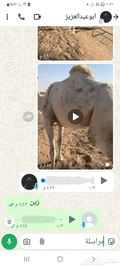 بيع ضريبه وضحاء 0