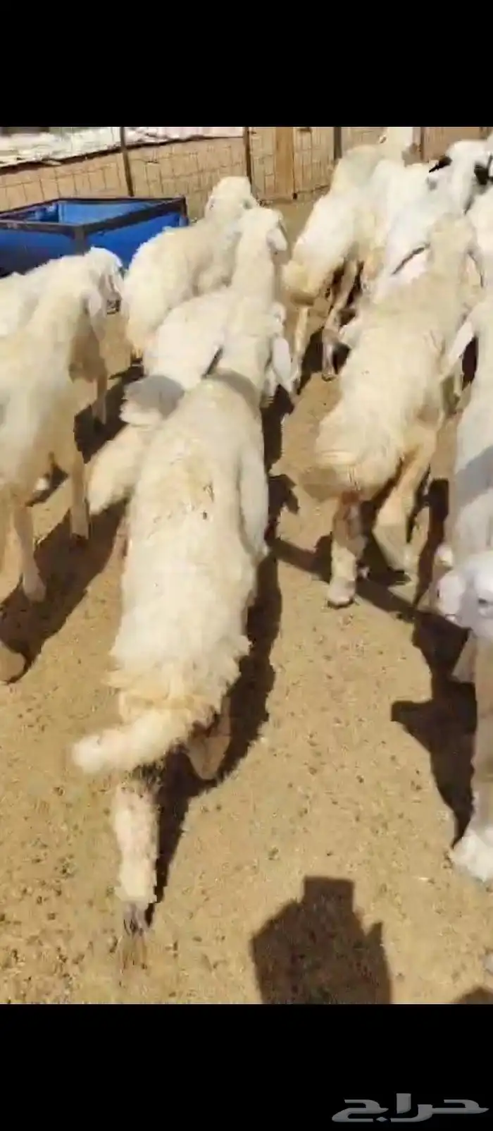 رخال تربية لاهل المقاني 0