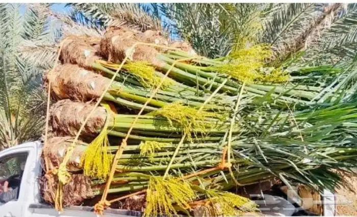ابو محمد توريد نخيل مثمر وزينه وجميع المقاست متوفرة الدينا 3