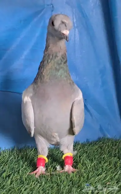 جوز مخاليف زيتونيات بفله 0