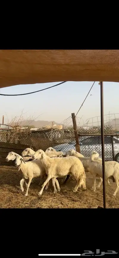 ضان دفيع ودفيعها بين 0