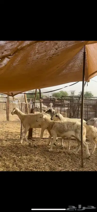 ضان دفيع ودفيعها بين 1