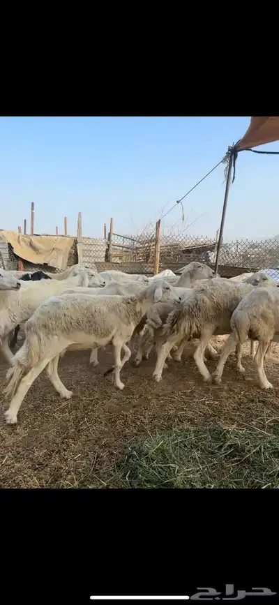 ضان دفيع ودفيعها بين 2