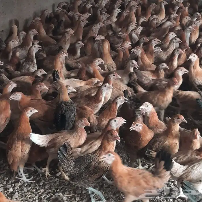 دجاج بلدي لعمل مشروع لانتاج البيض 1