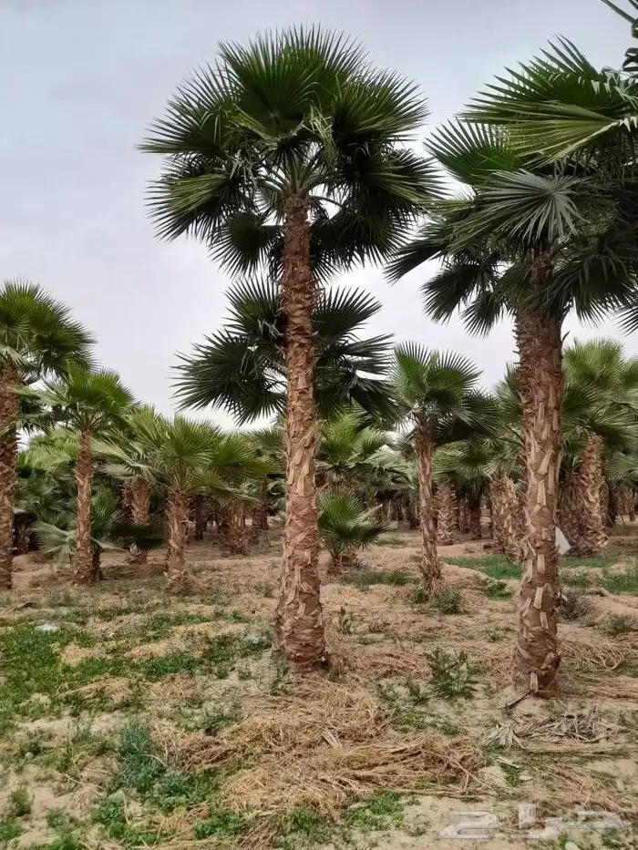 نخل واشنطني 5