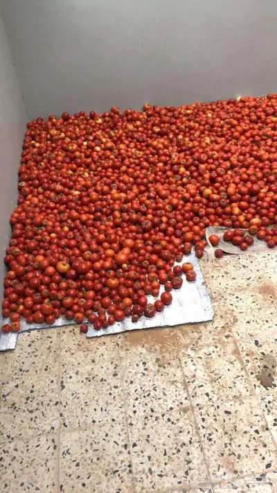 طماط من المشروع انتاج اليوم عدد100فلينه 2