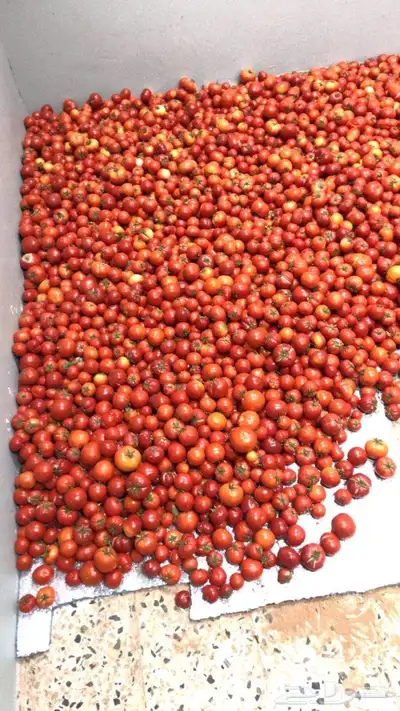 طماط من المشروع انتاج اليوم عدد100فلينه 0