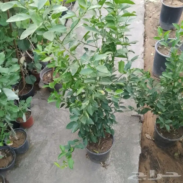 مشتل زراعي بأسعار مناسبة 27