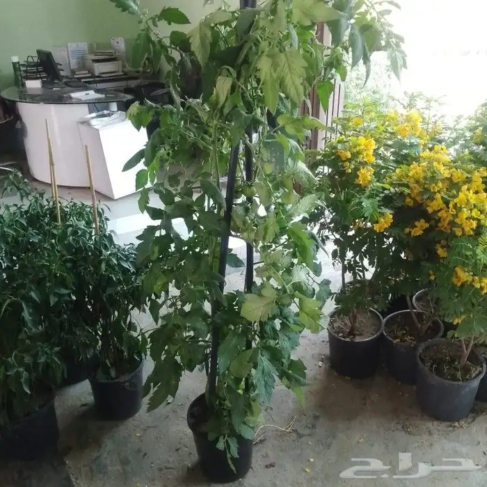 مشتل زراعي بأسعار مناسبة 25