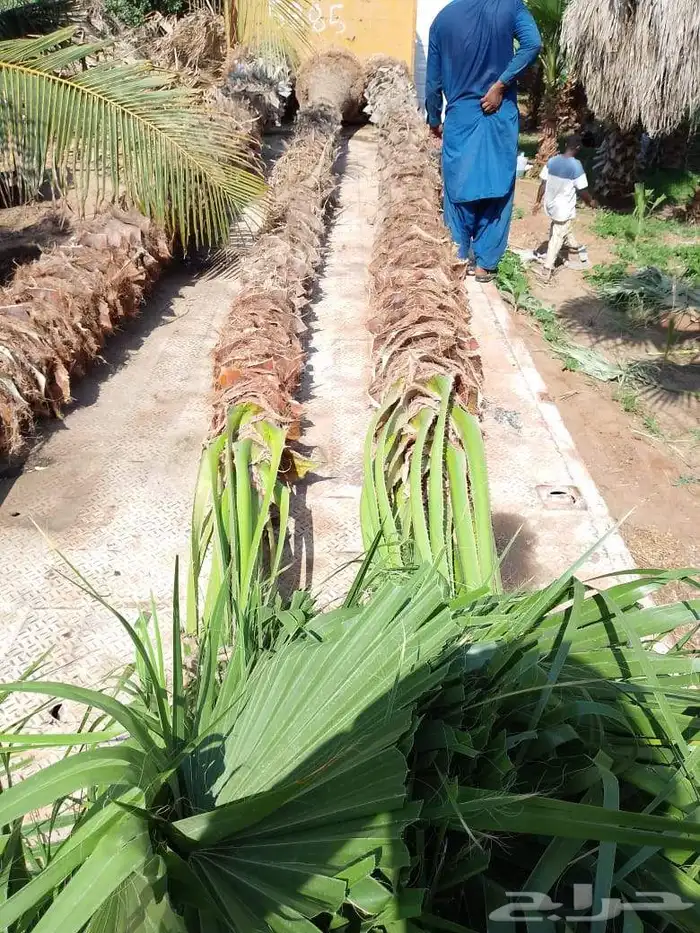 ابو محمد توريد نخيل مثمر وزينه وجميع المقاست متوفرة الدينا 5