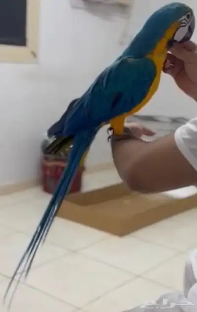 مكاو بلو اند قولد اليف هدد 0