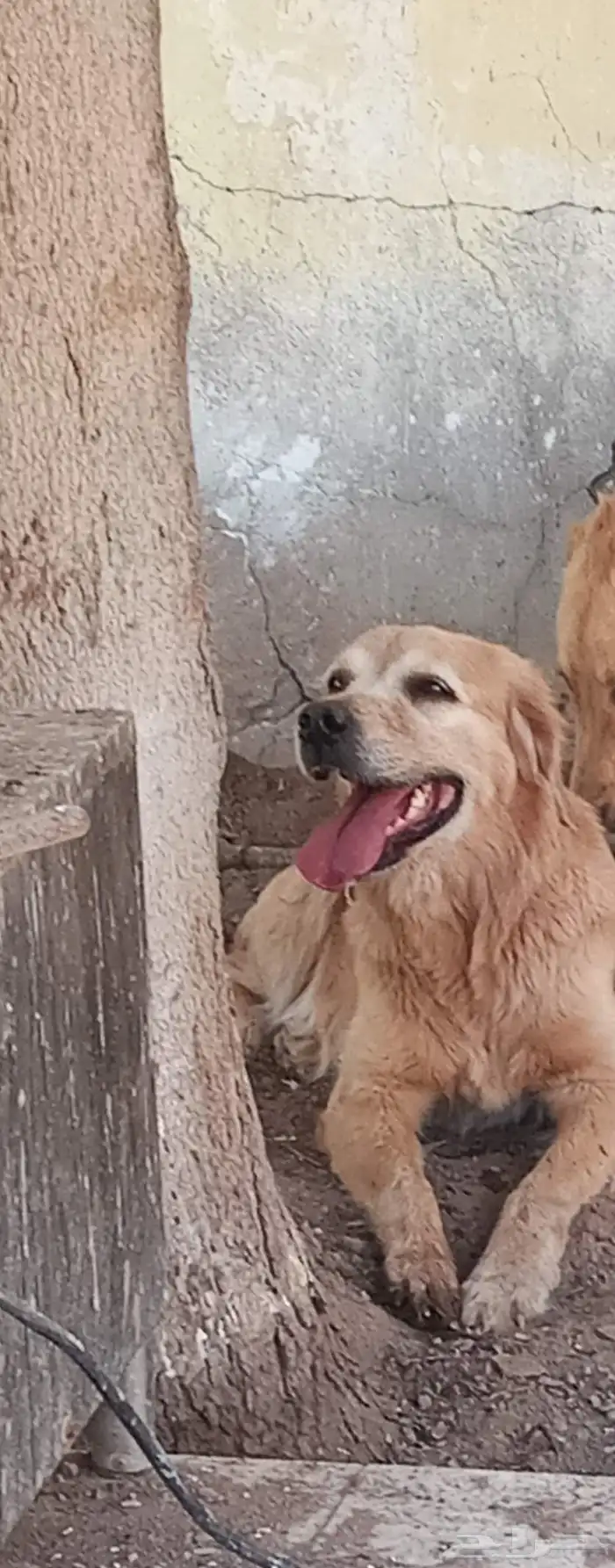 جولدن ريتريفر للبيع 0