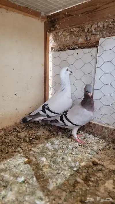 عشة حمام شامي كاملة للبيع 3