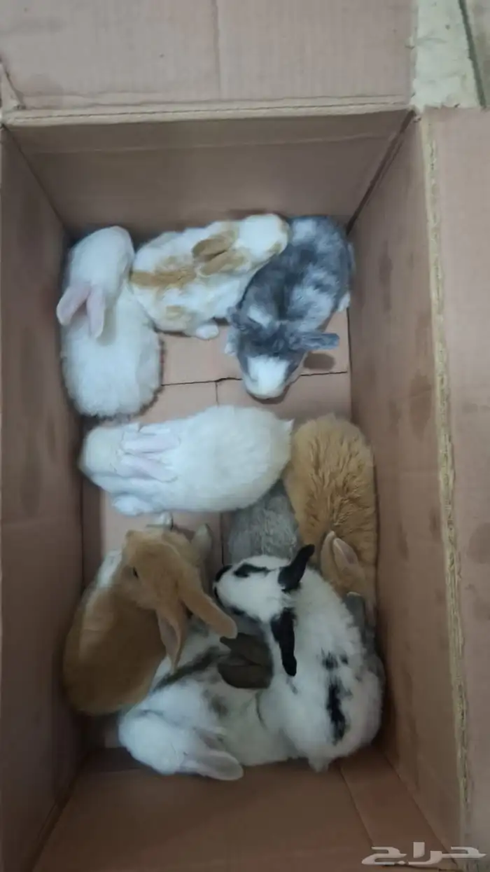 صيصان .. دجاج .. بط صغير.. ارانب صغار 6