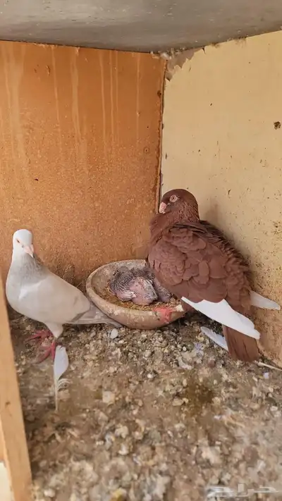 عشة حمام شامي كاملة للبيع 7