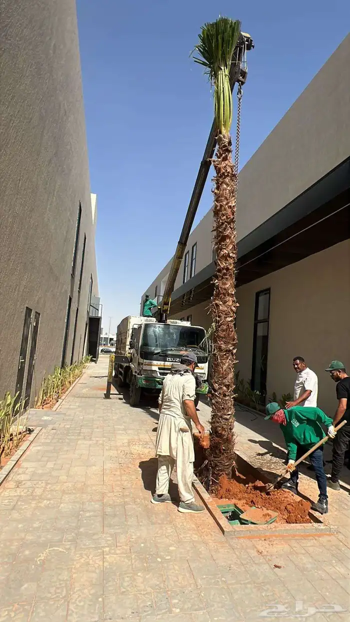 يوجد لدينا نخل واشنطني زينه بكل المقاسات وبسعار مناسبه 0