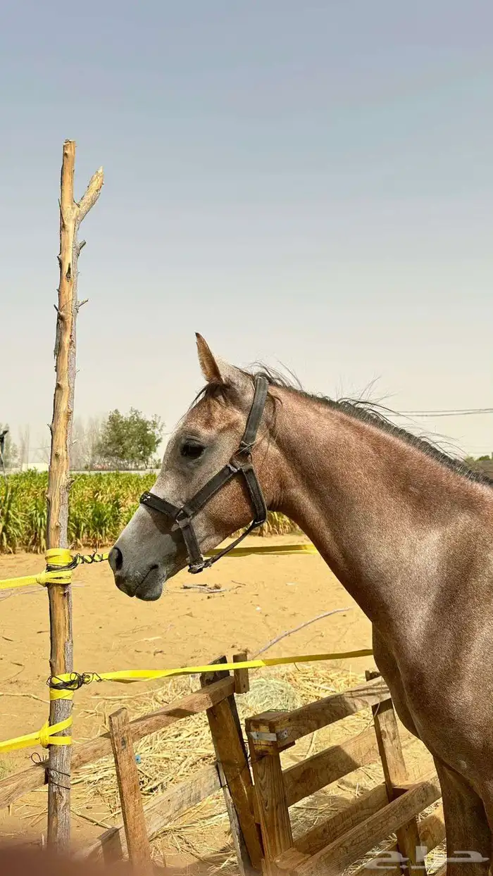 مهر شعبي للبيع . الموقع ناوان شرق المضيلف 0