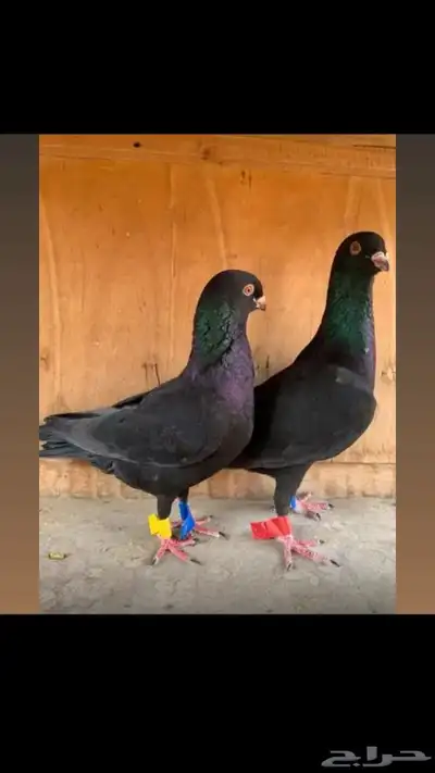 حمام شامي 0