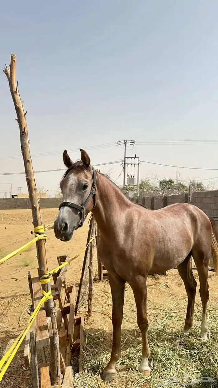 مهر شعبي للبيع . الموقع ناوان شرق المضيلف 1