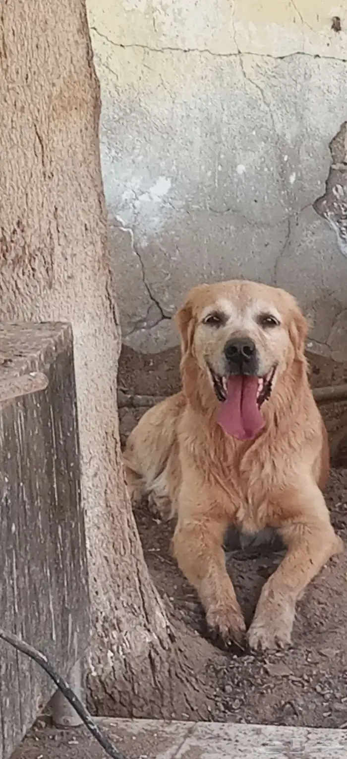 جولدن ريتريفر للبيع 1