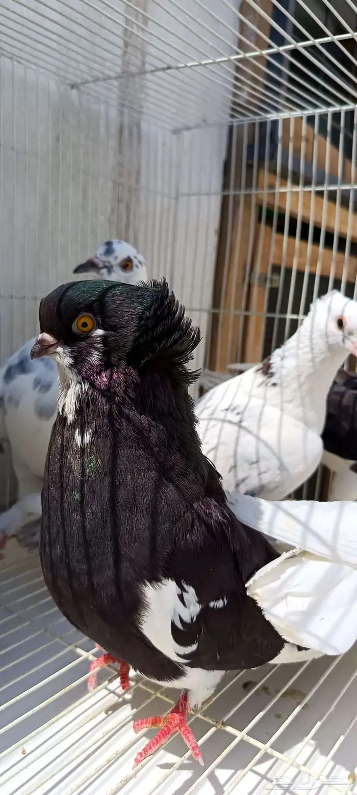 حمام زينه جميل مشكل 1