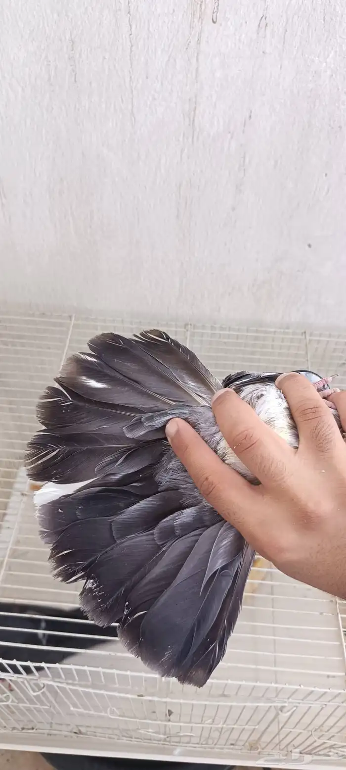 حمام قلاب 3