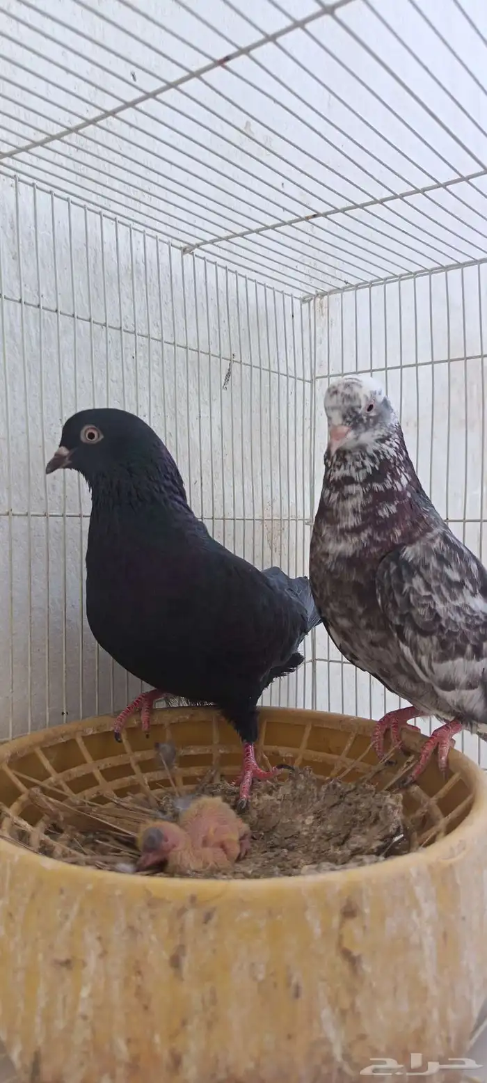 حمام قلاب 0