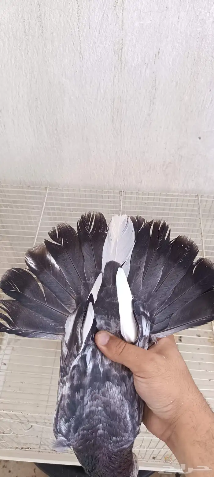 حمام قلاب 2