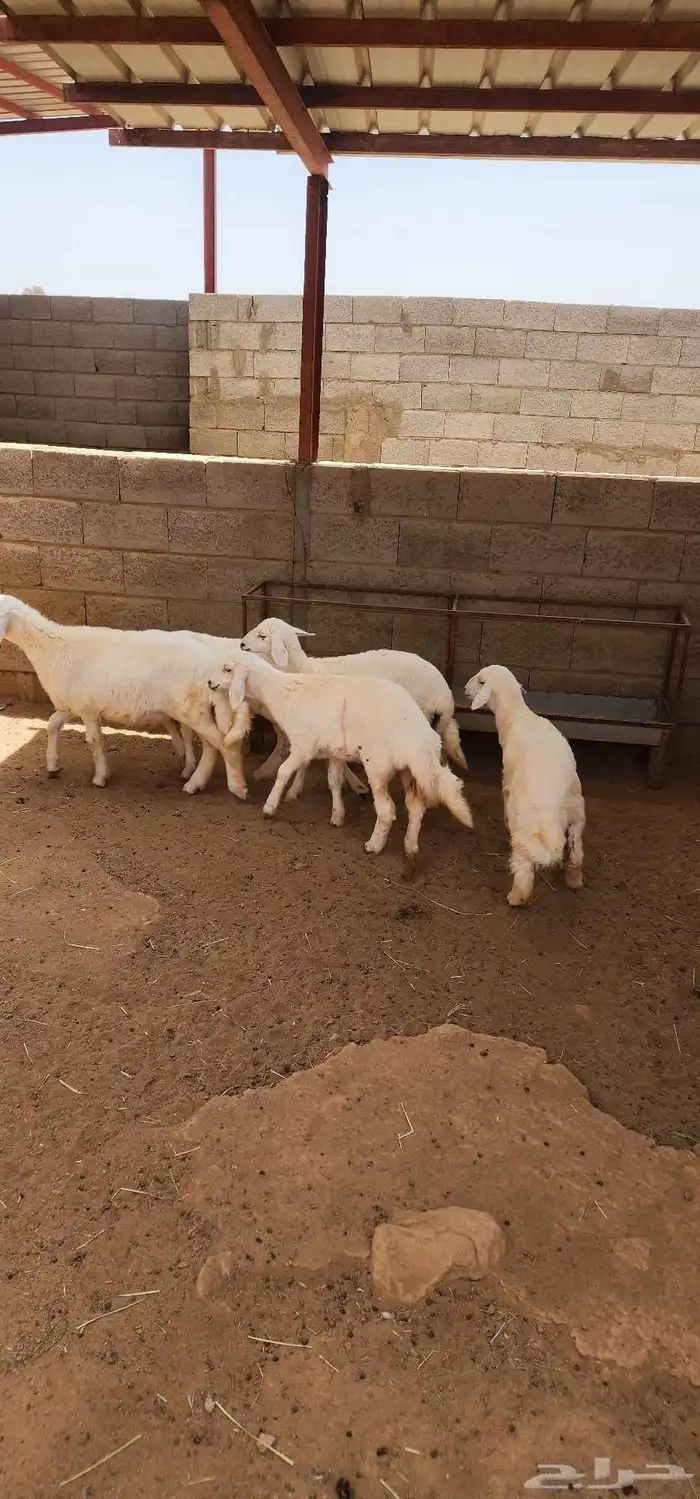 بهم للبيع العدد 3 جمله او تفريد 0