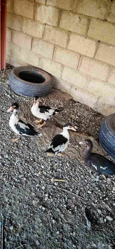 4 بط 0