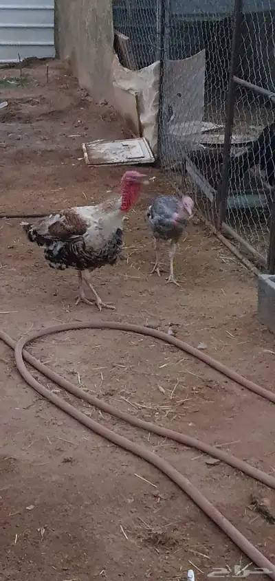 دجاج رومي للبيع زوج وذكر 0