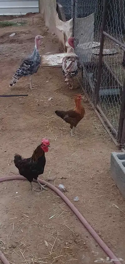 دجاج رومي للبيع زوج وذكر 2