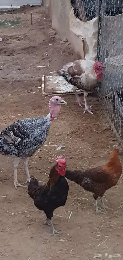 دجاج رومي للبيع زوج وذكر 3
